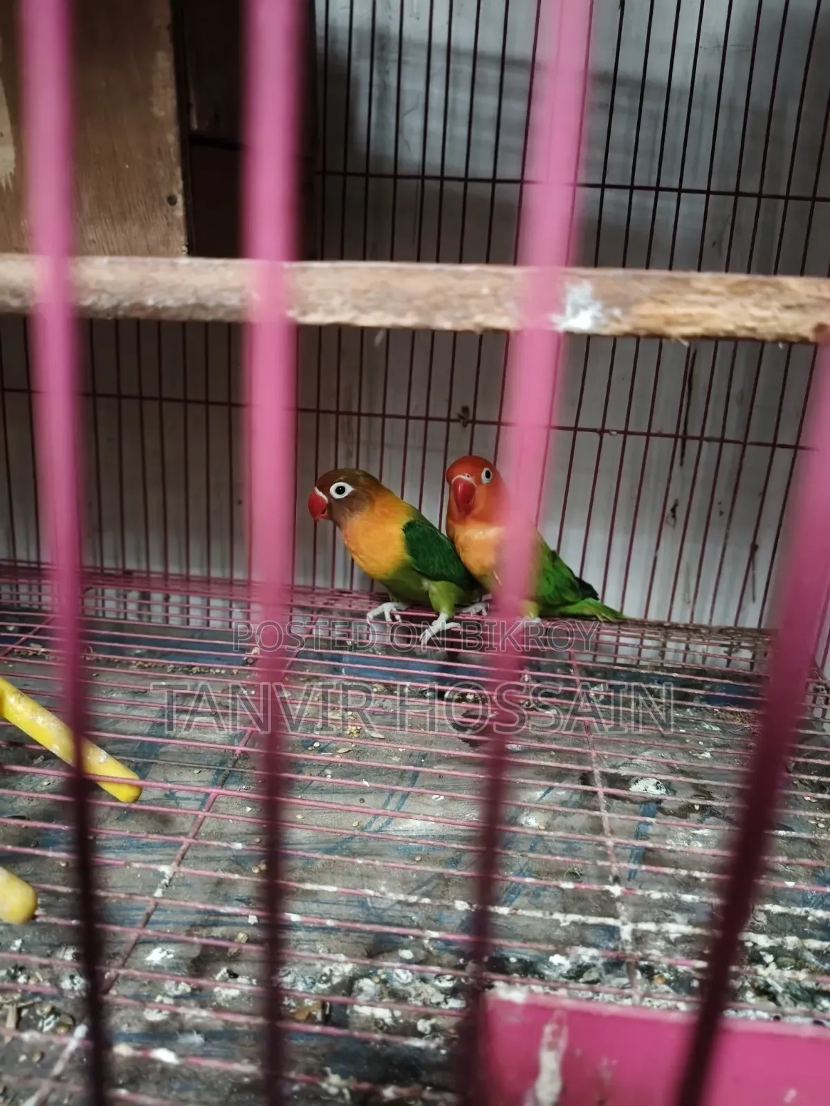 Love Bird বিক্রয়