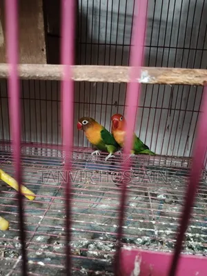 Love Bird বিক্রয়