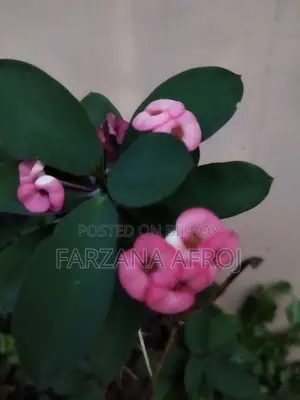 বাগানের জৈব সার মিশ্রিত মাটি, টবের নীচের লেযারের “ড্রাই রাবিশ”, ফুল চারা