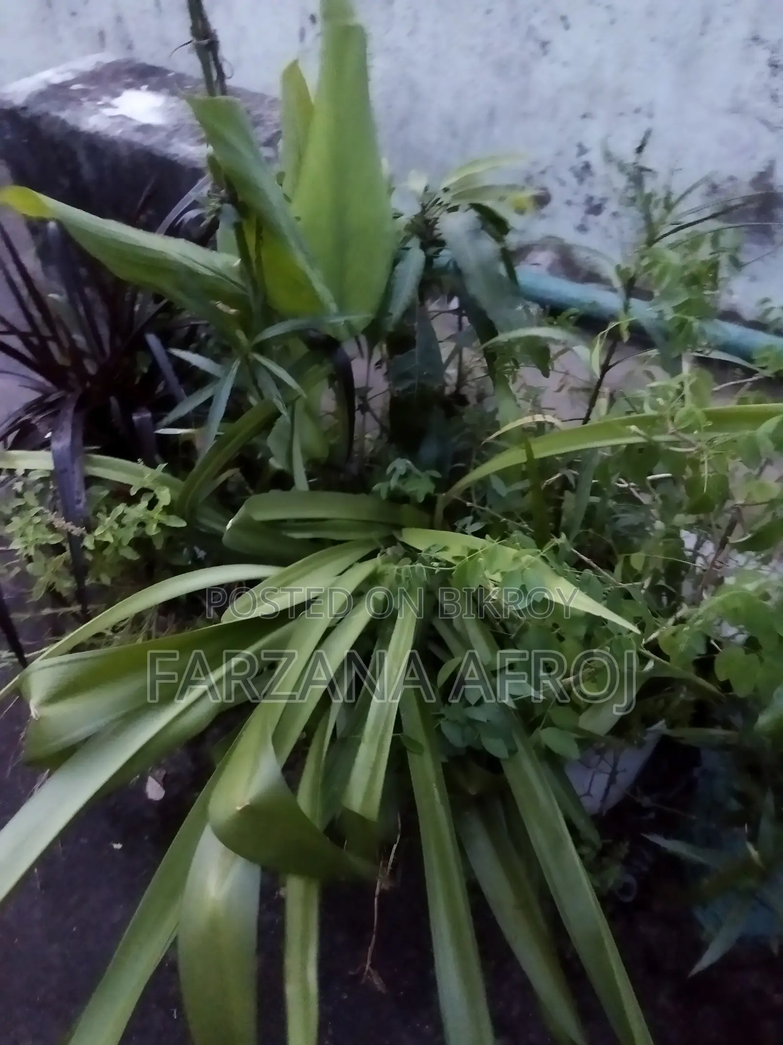 বাগানের জৈব সার মিশ্রিত মাটি, টবের নীচের লেযারের “ড্রাই রাবিশ”, ফুল চারা