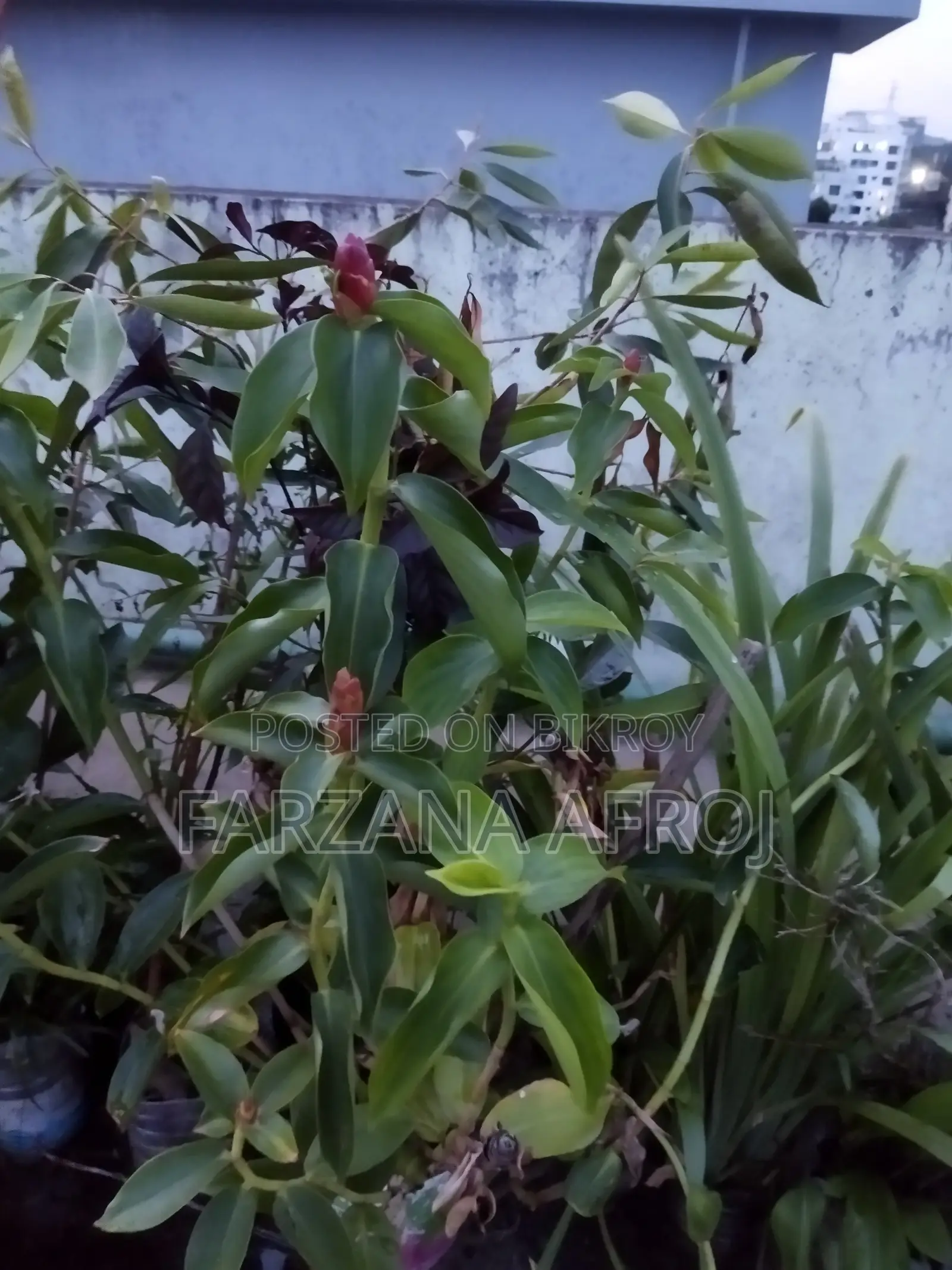 বাগানের জৈব সার মিশ্রিত মাটি, টবের নীচের লেযারের “ড্রাই রাবিশ”, ফুল চারা