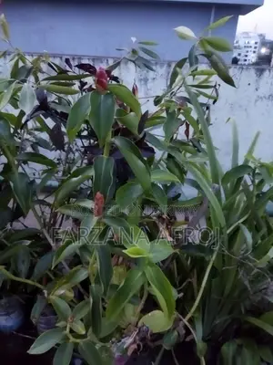 বাগানের জৈব সার মিশ্রিত মাটি, টবের নীচের লেযারের “ড্রাই রাবিশ”, ফুল চারা