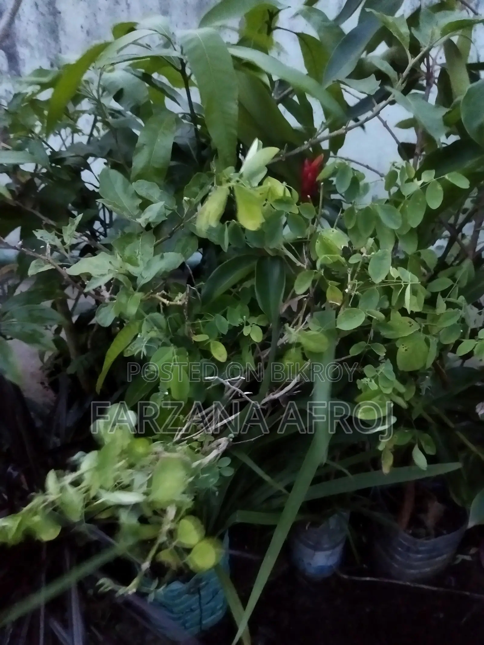 বাগানের জৈব সার মিশ্রিত মাটি, টবের নীচের লেযারের “ড্রাই রাবিশ”, ফুল চারা
