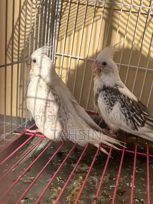 ভারতে আমদানিকৃত বড় সাইজের ককটেল পাখি