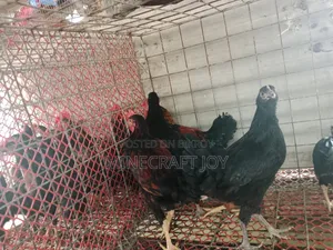 Local Chicken