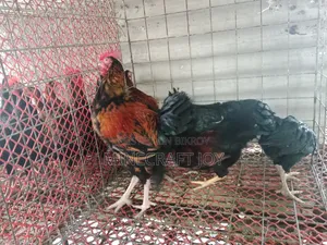 Local Chicken