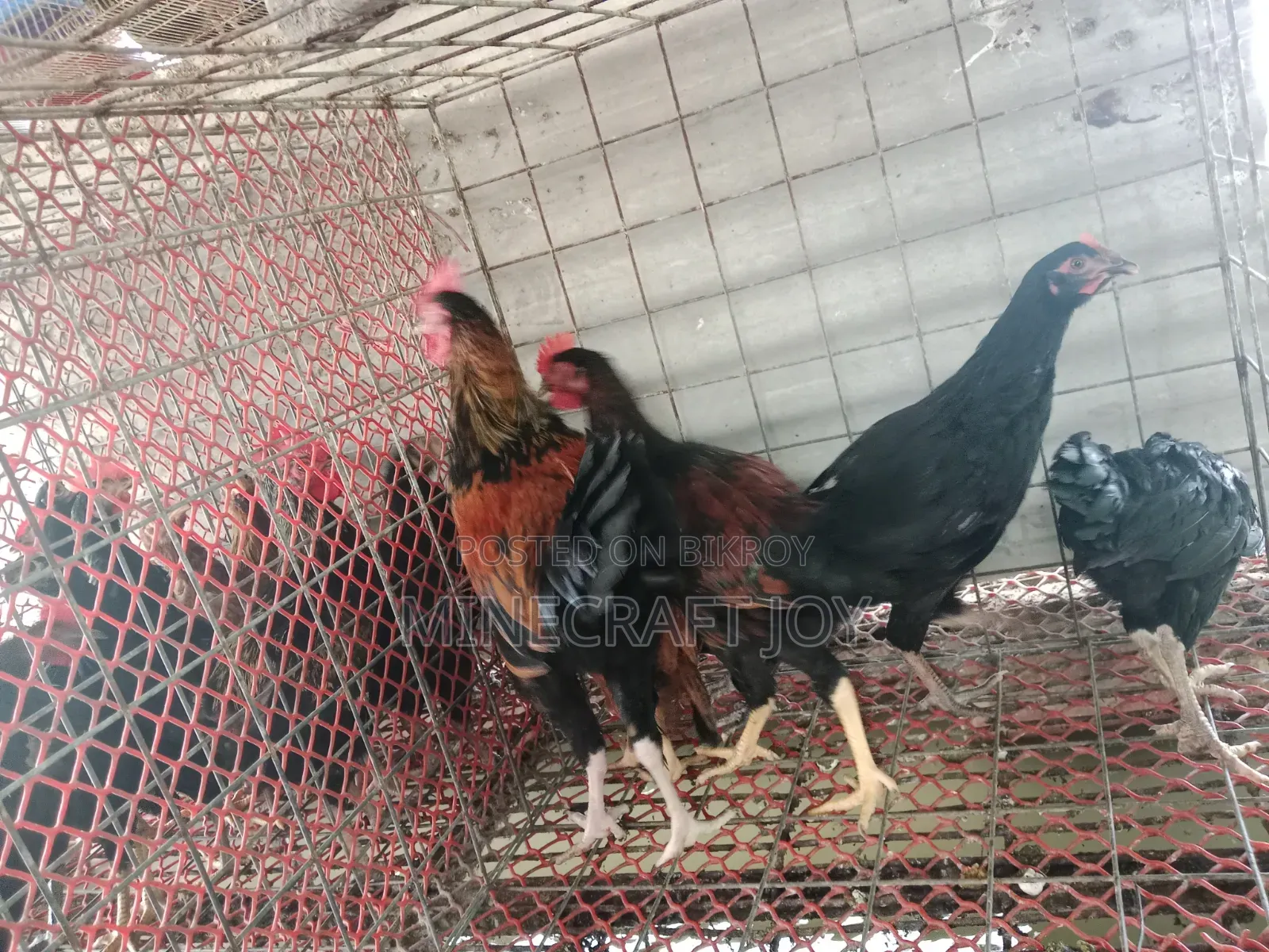 Local Chicken