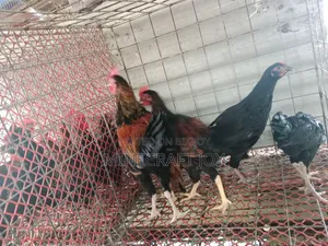 Local Chicken