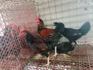 Local Chicken