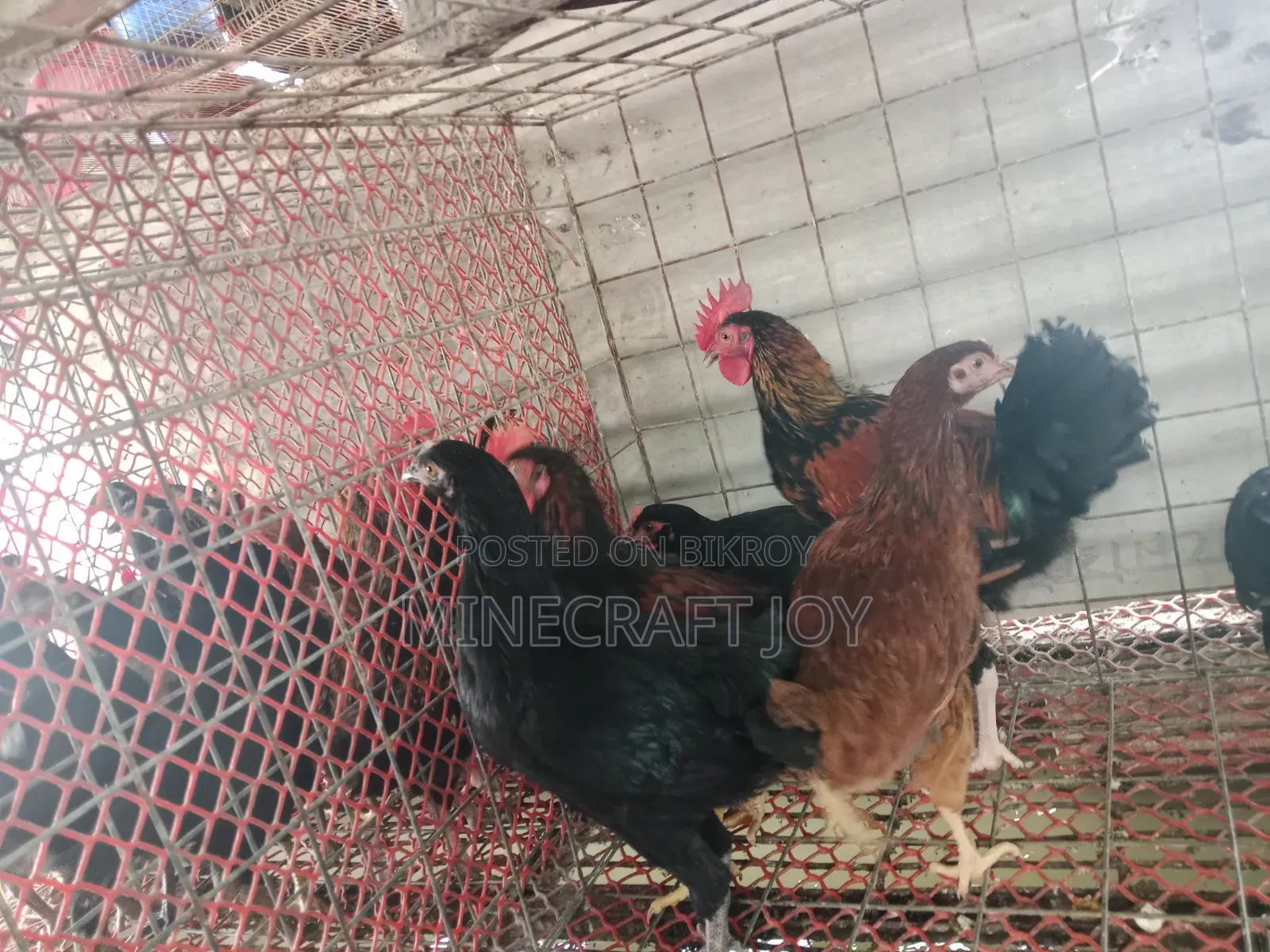 Local Chicken