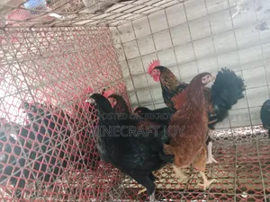 Local Chicken