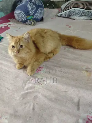 ৩-৬ মাসের মেল পিওরব্রেড পার্সিয়ান