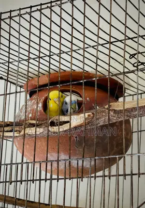 বাজিগর পাখি