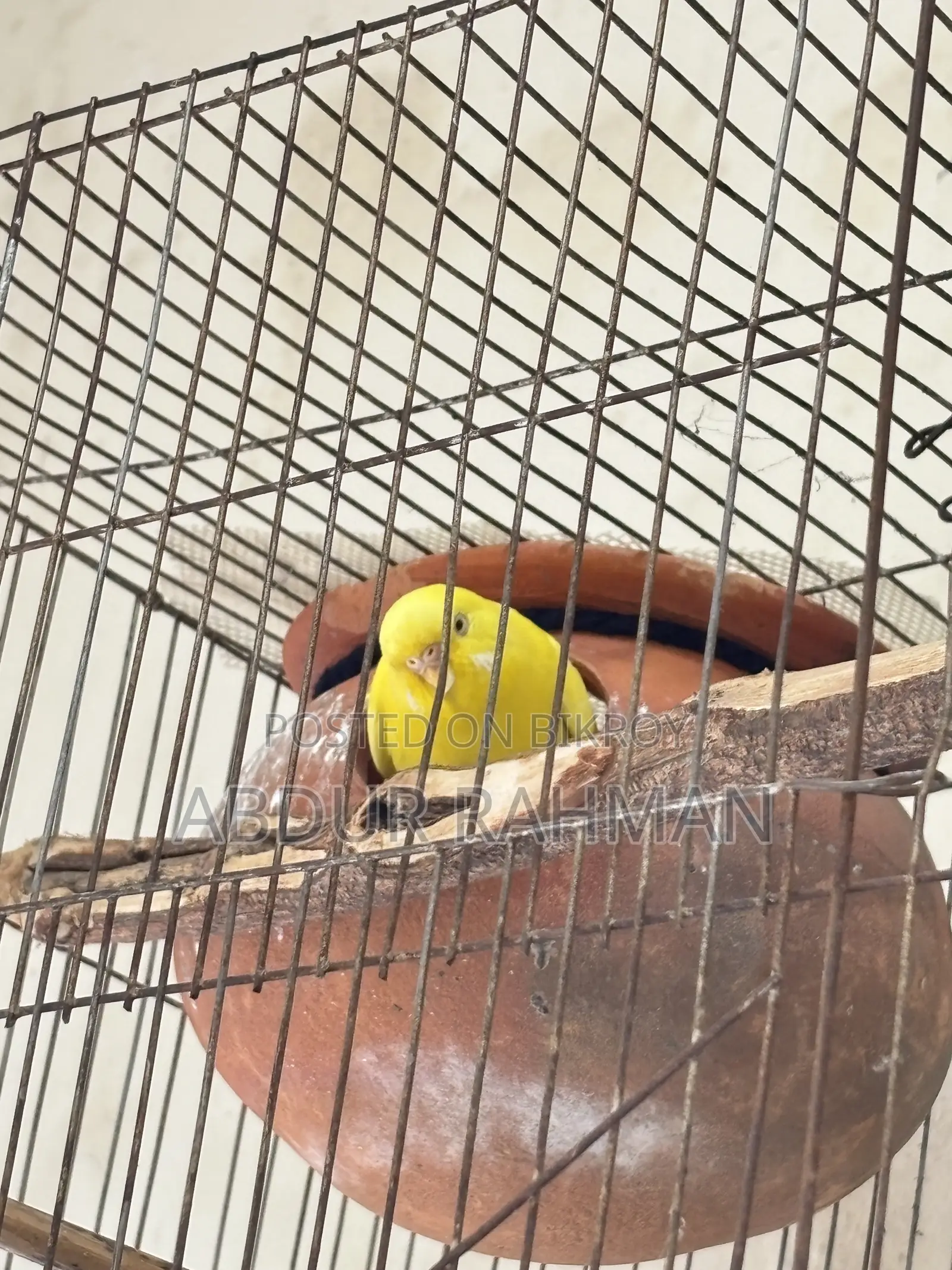 বাজিগর পাখি