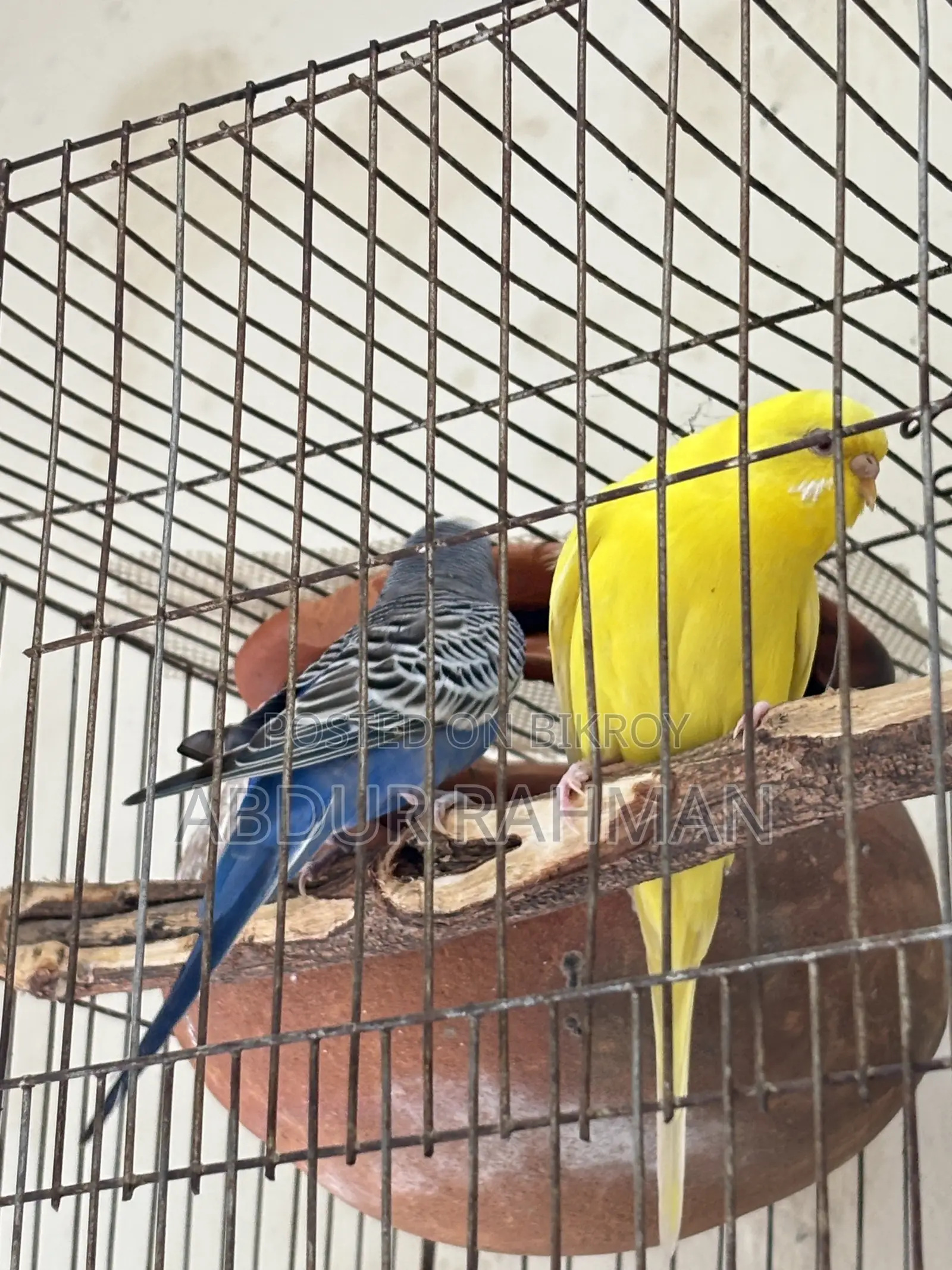 বাজিগর পাখি