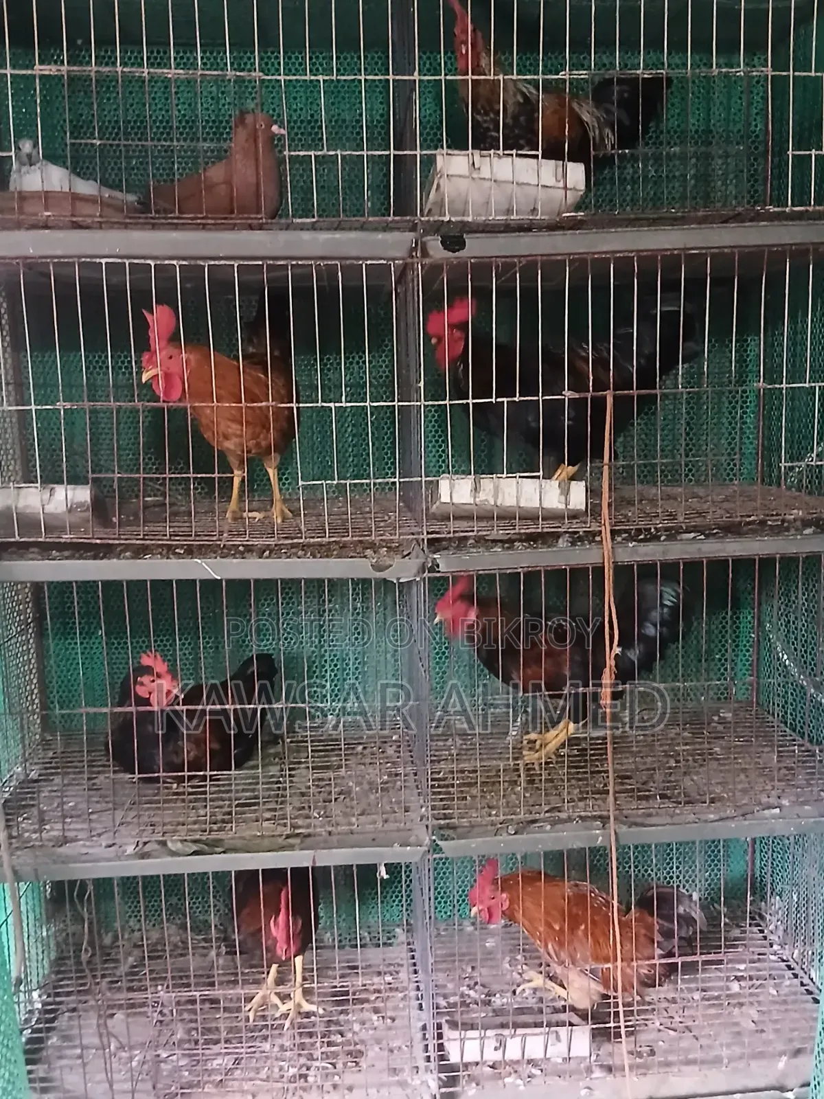 Rooster for Sale