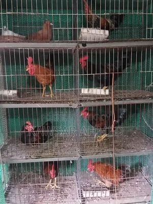 Rooster for Sale