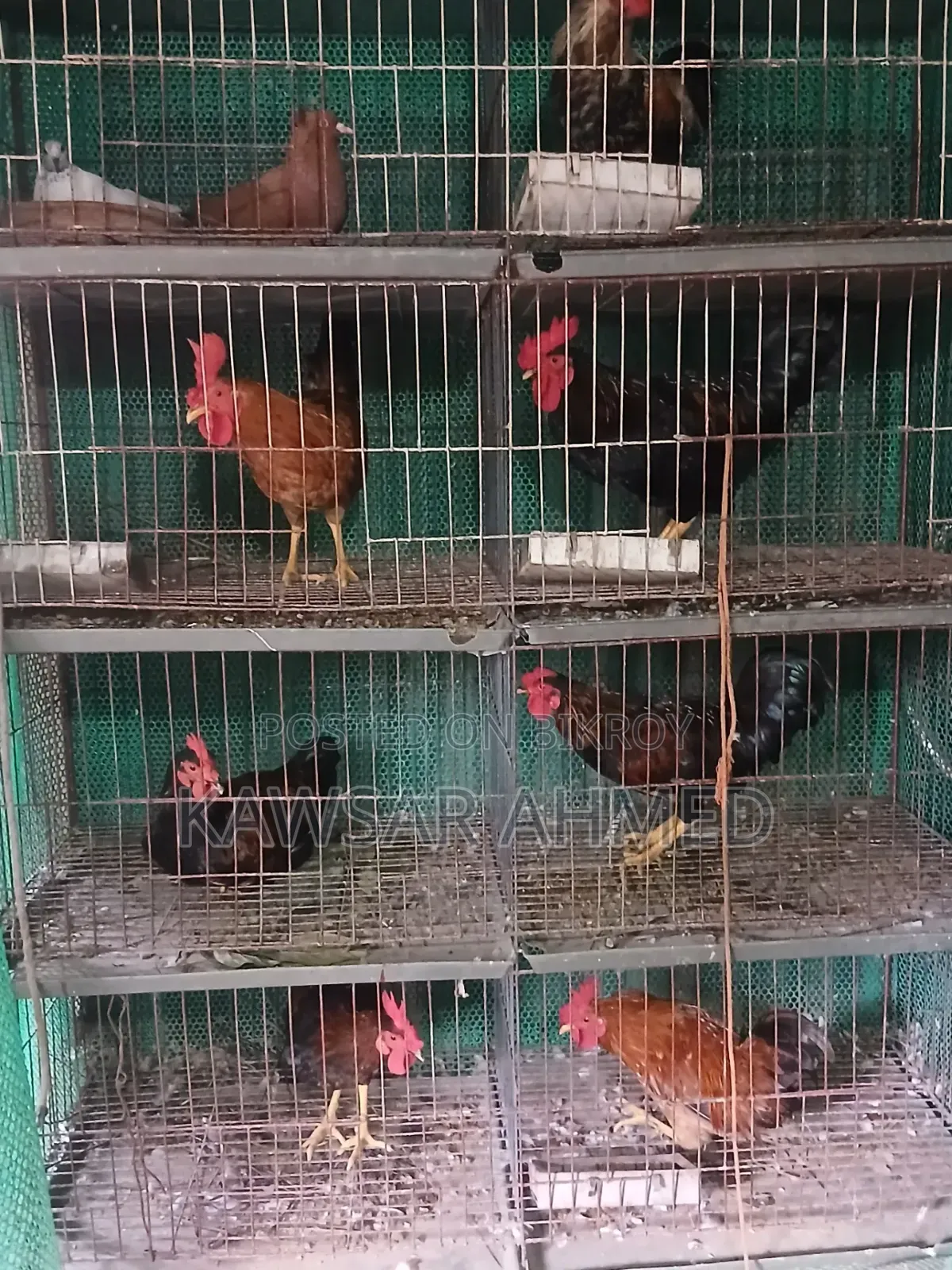 Rooster for Sale