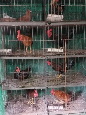 Rooster for Sale