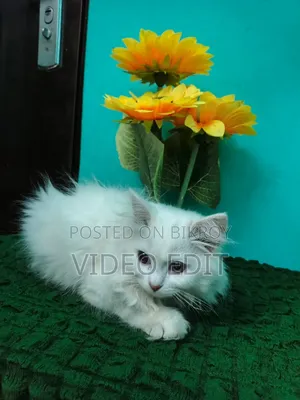 ৩-৬ মাসের ফিমেল পিওরব্রেড পার্সিয়ান