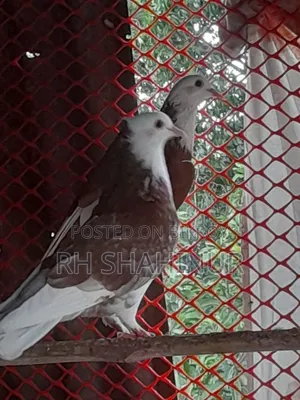 কালারিং কবুতর দেশি