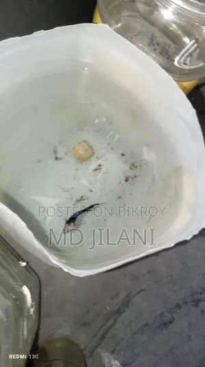 উচ্চমানের বেটা মাছ