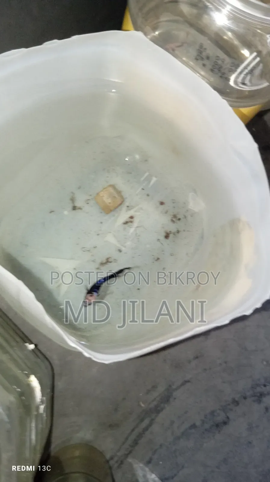 উচ্চমানের বেটা মাছ