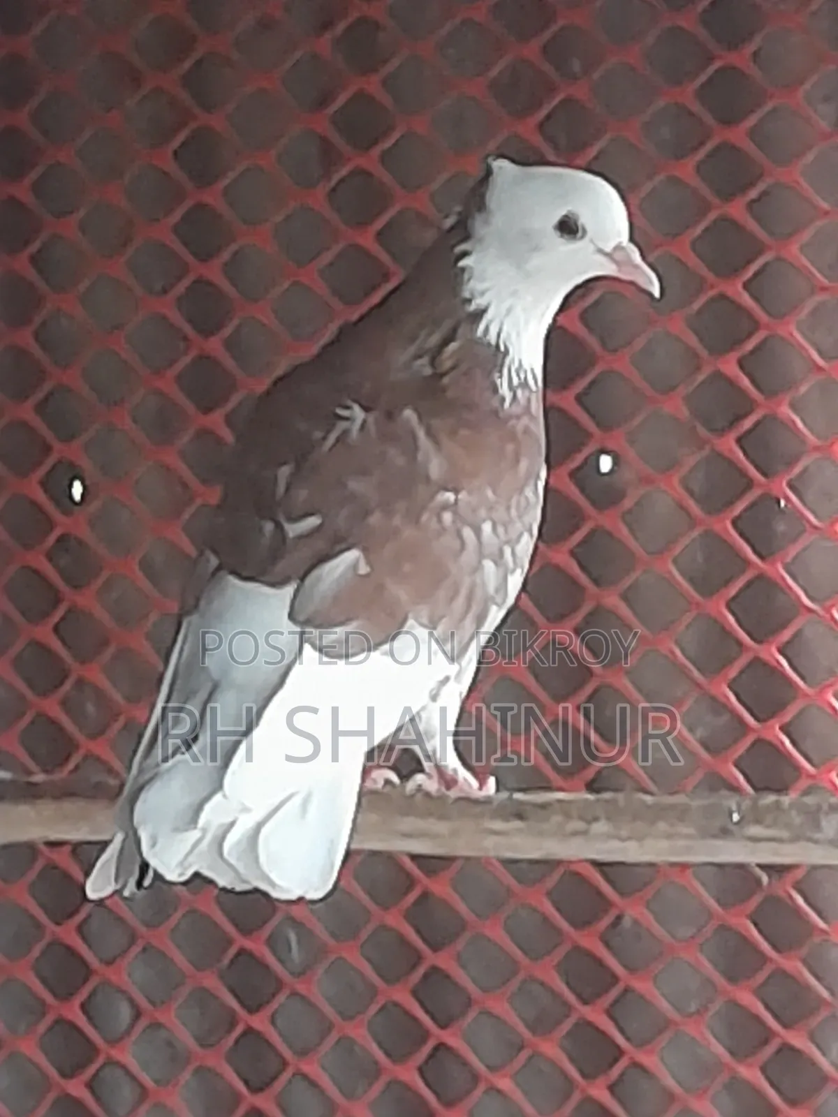 কালারিং কবুতর দেশি
