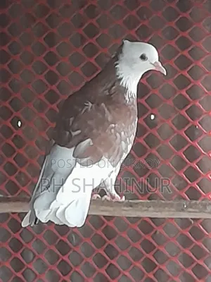 কালারিং কবুতর দেশি
