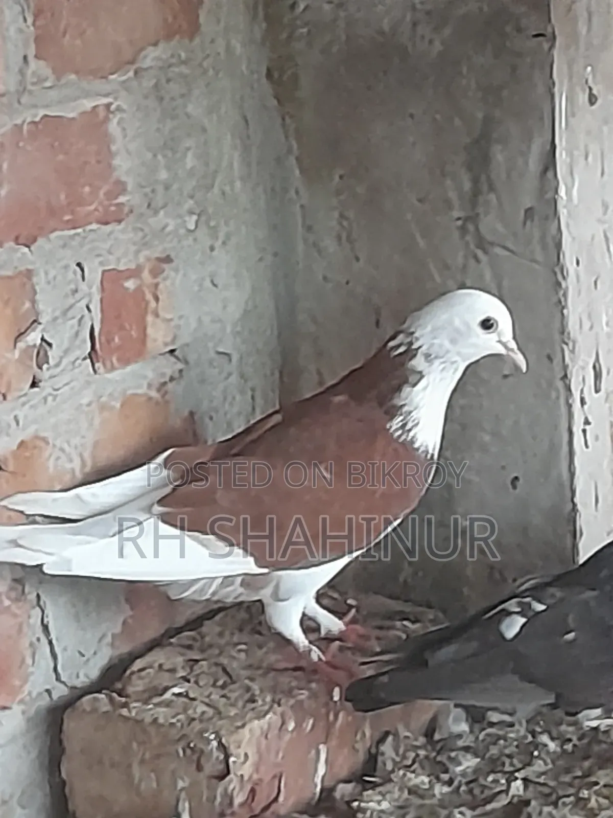 কালারিং কবুতর দেশি