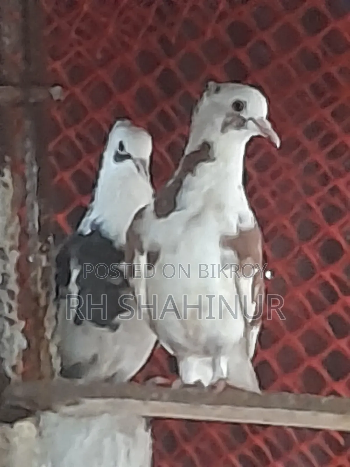 কালারিং কবুতর দেশি
