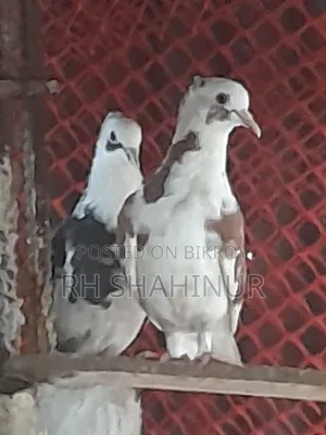 কালারিং কবুতর দেশি