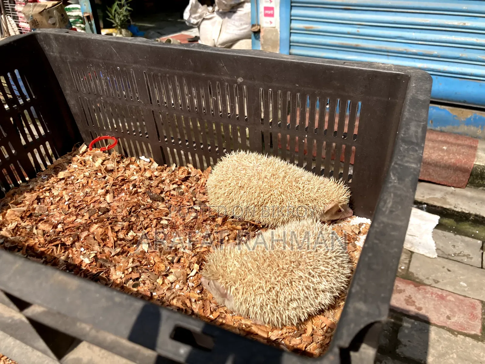 অ্যালবিনো হেজহগ রানিং জোড়া