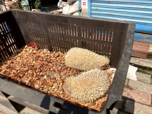 অ্যালবিনো হেজহগ রানিং জোড়া