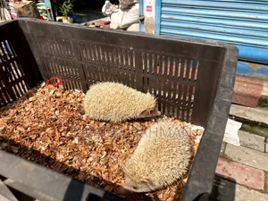 অ্যালবিনো হেজহগ রানিং জোড়া