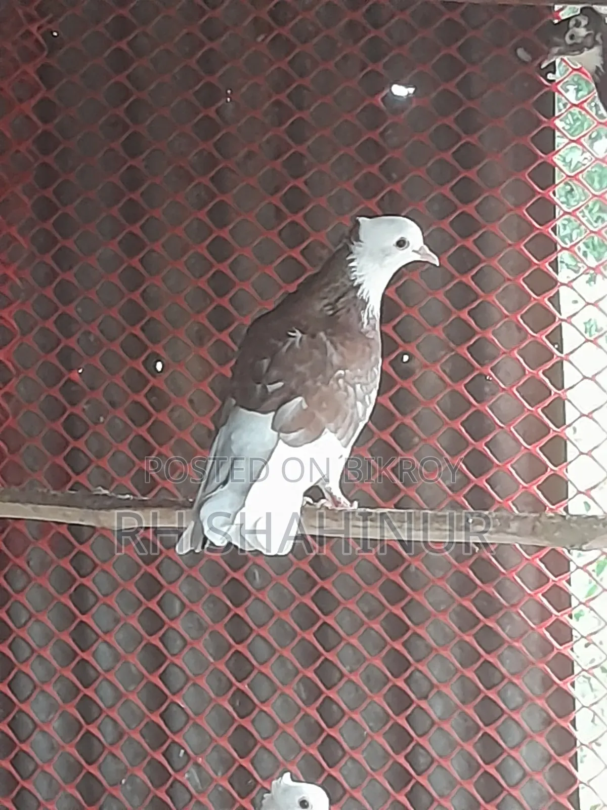 কালারিং কবুতর দেশি