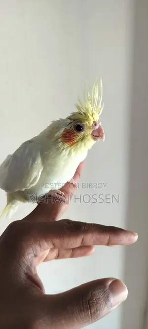 কোকাটেল পাখির বাচ্চা