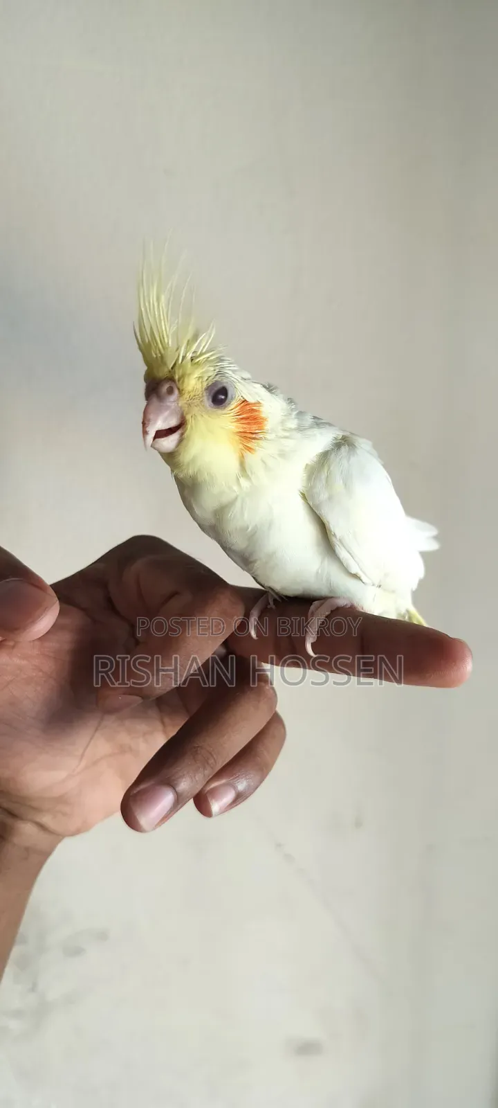 কোকাটেল পাখির বাচ্চা