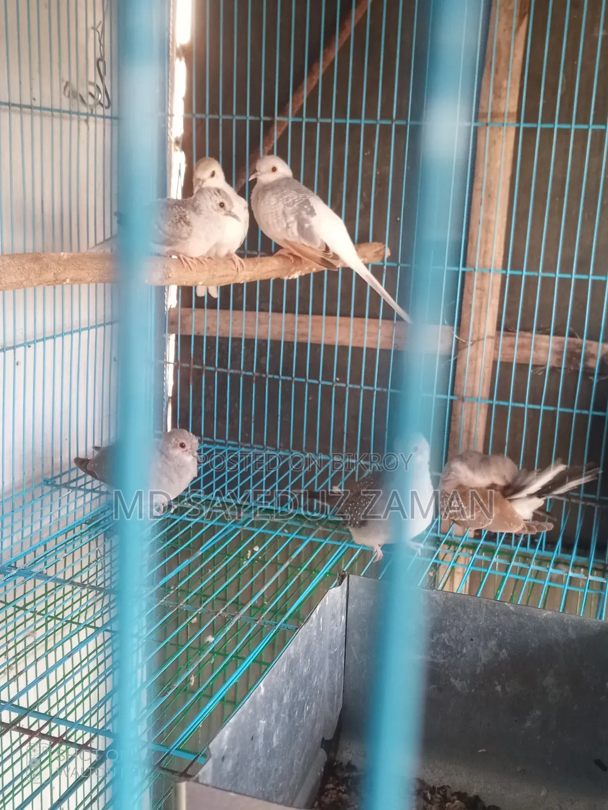 ডাইমন্ড ডাব