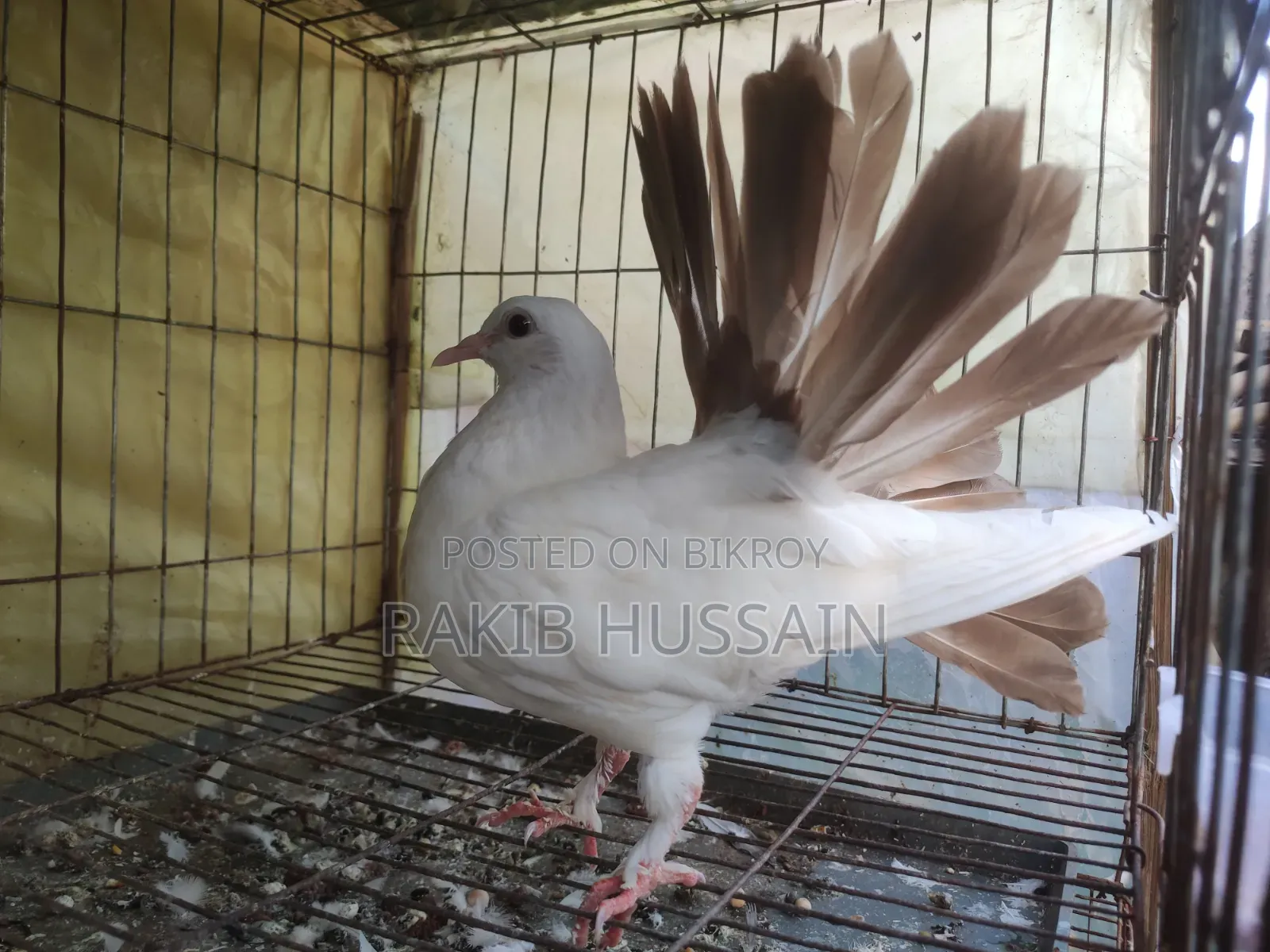 ফেন্টেইল কবুতর জোড়া বাচ্চা