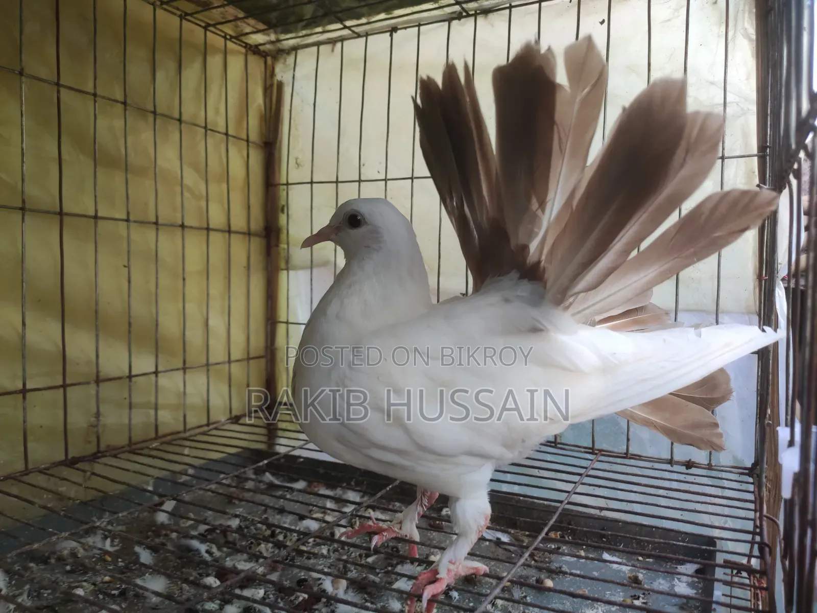 ফেন্টেইল কবুতর জোড়া বাচ্চা