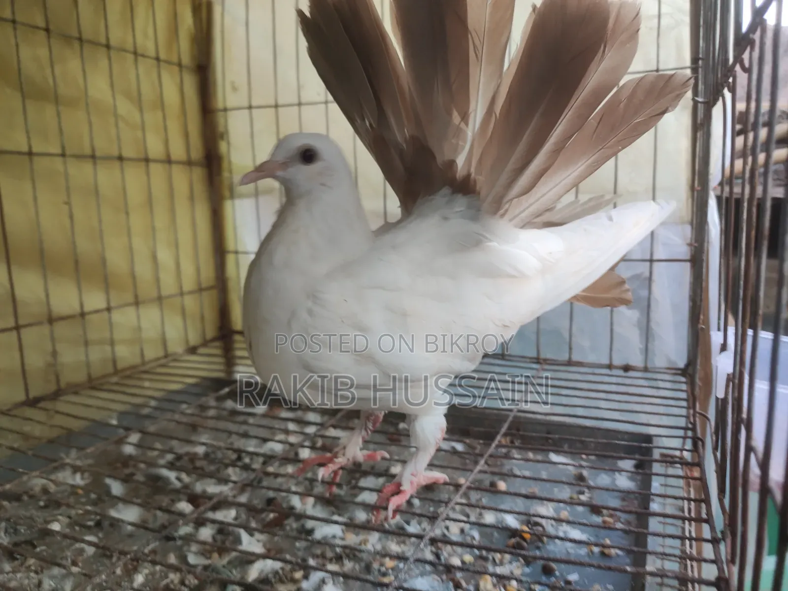 ফেন্টেইল কবুতর জোড়া বাচ্চা