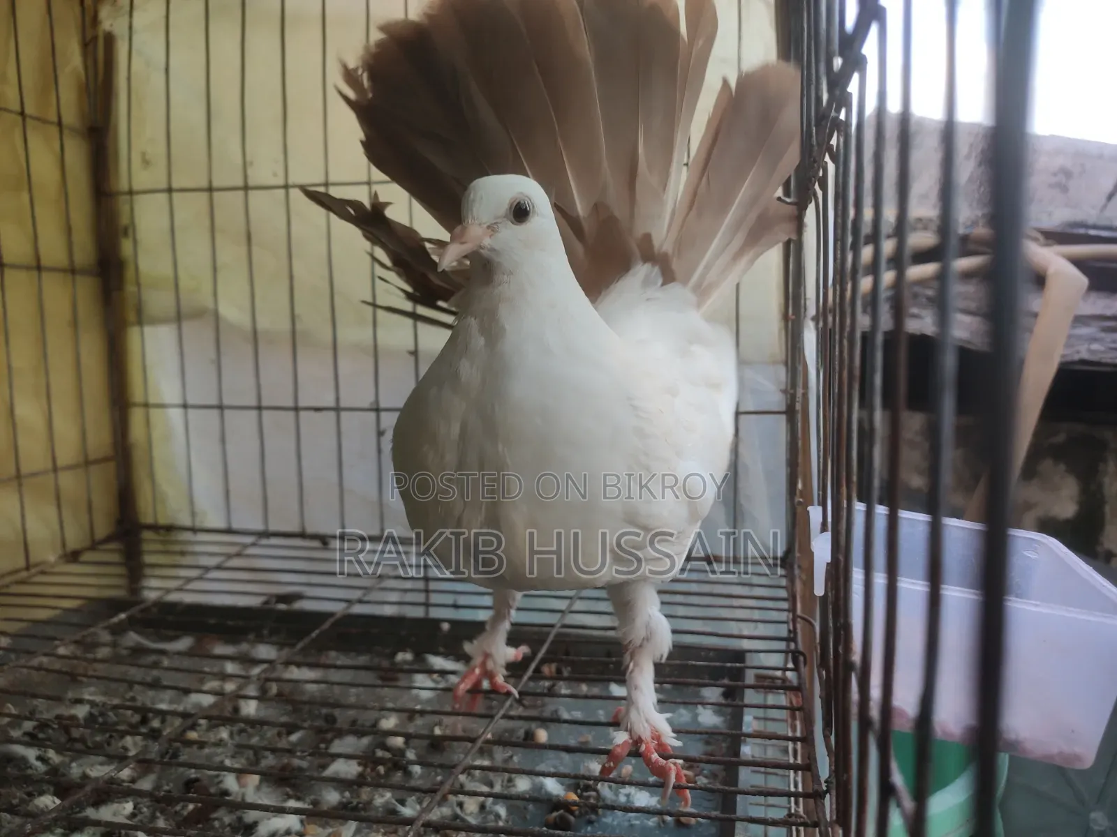 ফেন্টেইল কবুতর জোড়া বাচ্চা