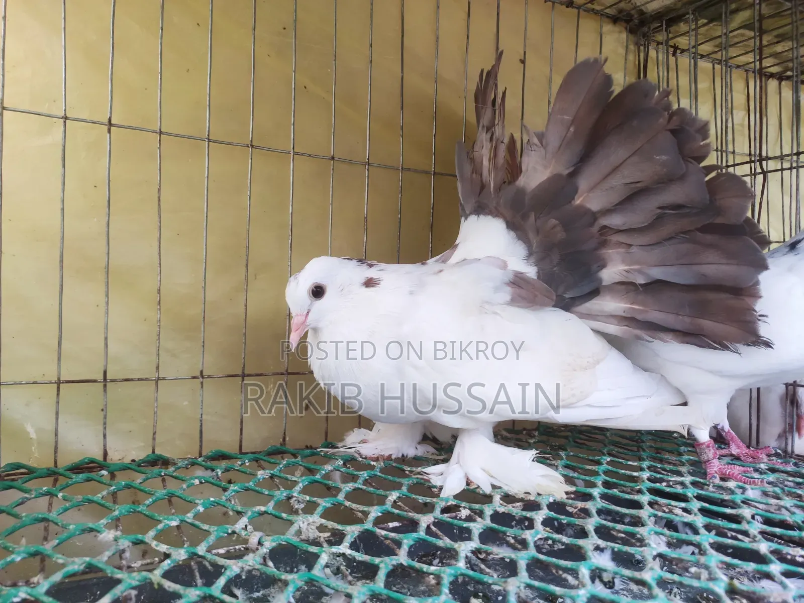 ফেন্টেইল কবুতর জোড়া বাচ্চা