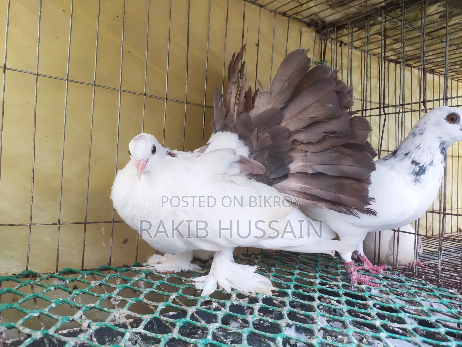ফেন্টেইল কবুতর জোড়া বাচ্চা