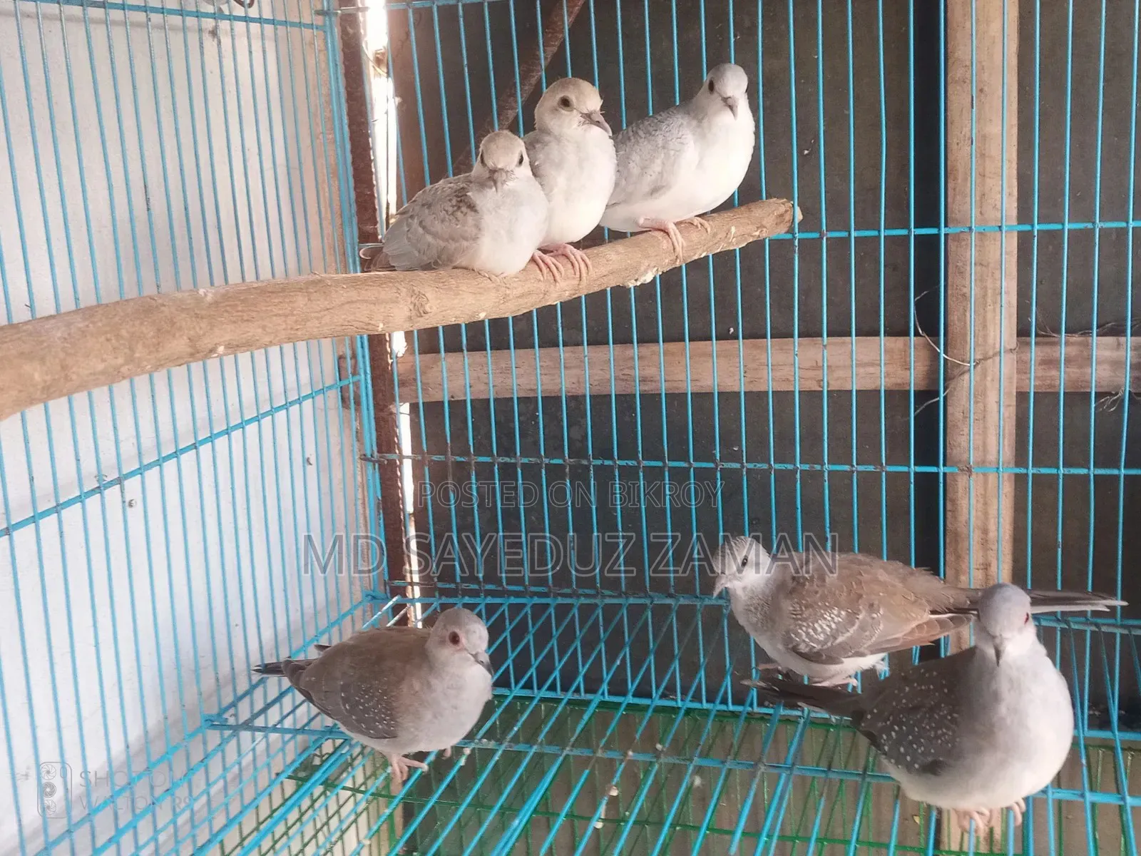 ডাইমন্ড ডাব