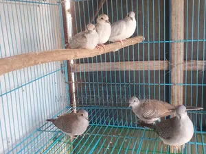 ডাইমন্ড ডাব