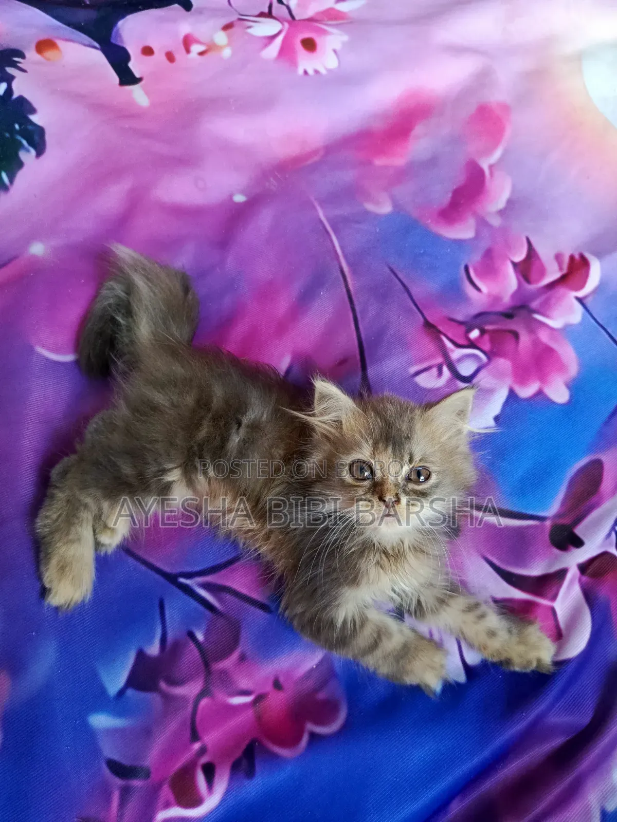 1-3 Months Female Purebred Persian