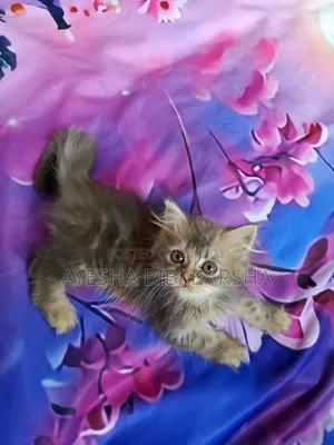 1-3 Months Female Purebred Persian