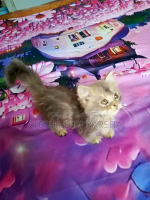 1-3 Months Female Purebred Persian